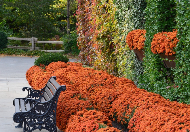 Ecológica SAF -Manejo Integrado Ecológico de Plagas-